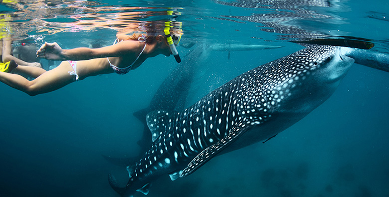 Whale Sharks in Bicol