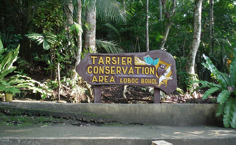 Tarsier Conservation Loboc Bohol
